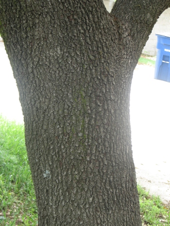 Oak; Live oak trunk