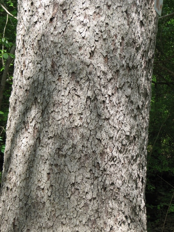 Oak; Post oak bark