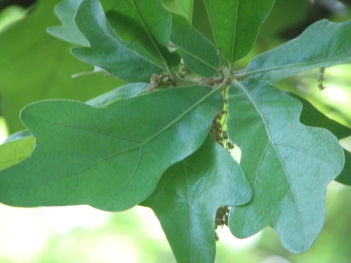 Oak; Post oak leaf close