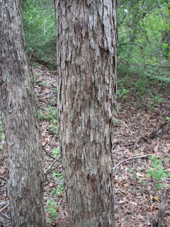 Oak; Post Oak trunk