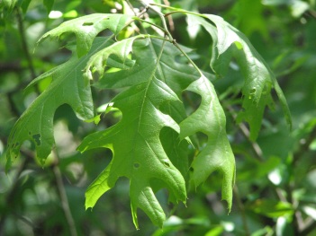Oak; Texas oak leaves