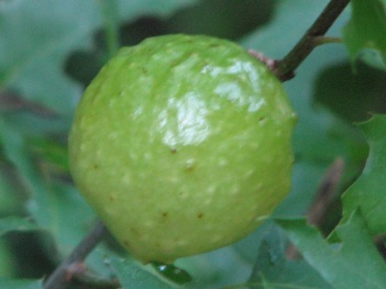 Oak; Texas oak stem gall