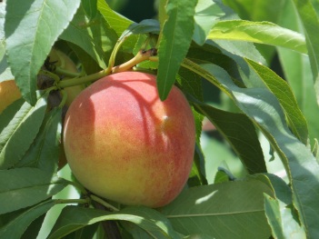 Peach; fruit