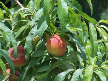 Peach; leaves