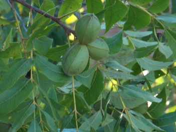 Pecan; green nuts