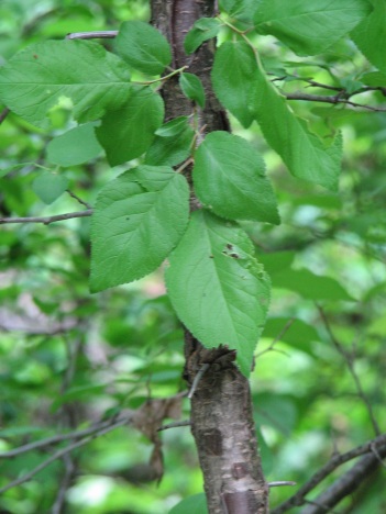 Plum; Flatwood plum leaves
