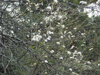 Plum; Flatwoods Plum flowering