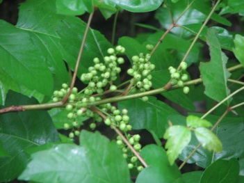 Poison ivy fruit