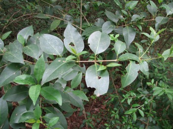 Privet; Glossy Privet leaves