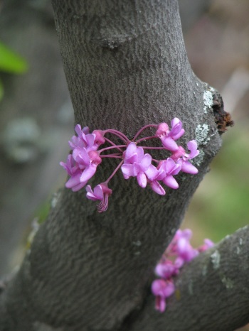 Redbud; Eastern redbud flowering trunk (3)
