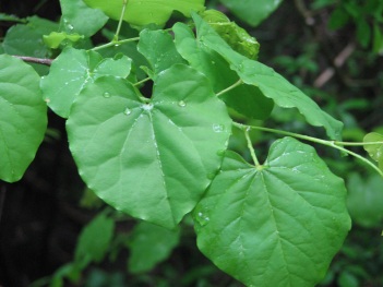 Redbud; Eastern redbud leaves (2)