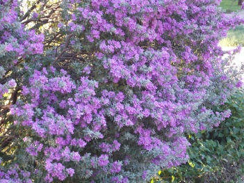Sage; Texas Sage bush flowering