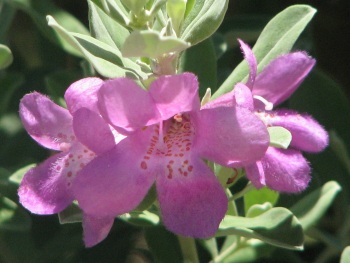 Sage; Texas sage flower close