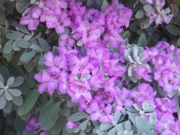 Sage;Texas sage flowers