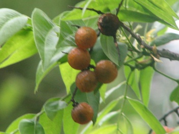 Soap Berry; Western Soapberry drupe