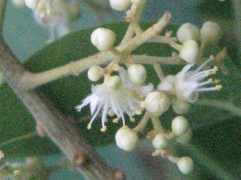 Soap Berry; Western Soapberry flowers close
