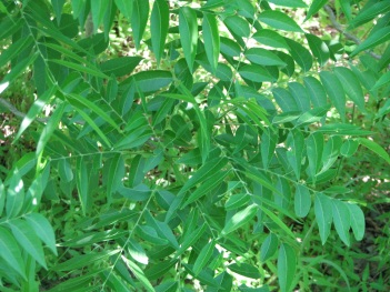Soap Berry; Western Soapberry leaf