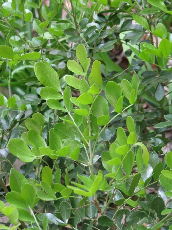 Sophora; Mountain laurel leaf