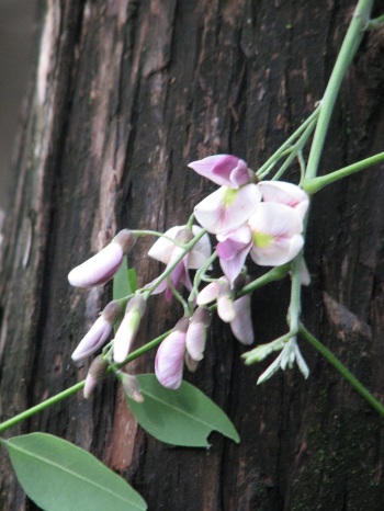 Sophora; Texas sophora flower (2)