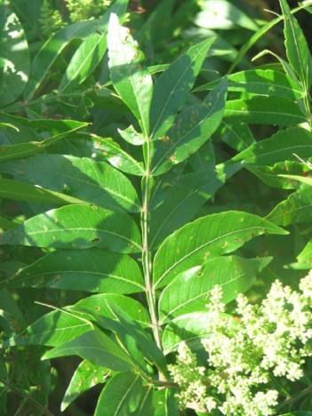 Sumac; Flame-leaf Sumac (smooth leaf