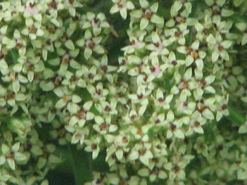 Sumac; Prairie Flame-leaf sumac flower close (2)