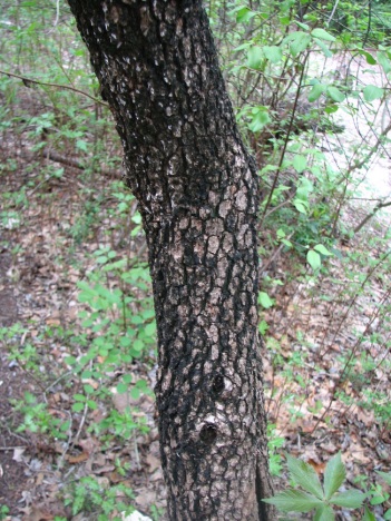 Viburnum; Rusty Blackhaw trunk
