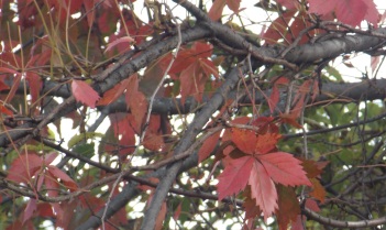 Virginia Creeper; Fall leaves (2)