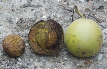 wallnut-black-walnut-seeds1.jpg