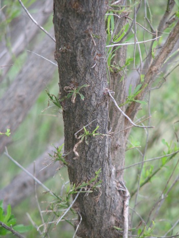 Willow; Sandbar willow trunk