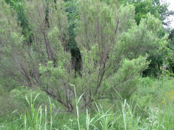Willow; Sandbar willow