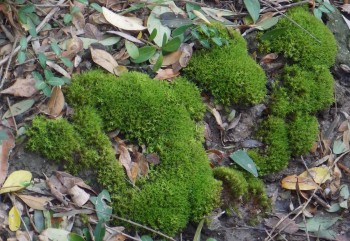 Moss; Ground Moss clump