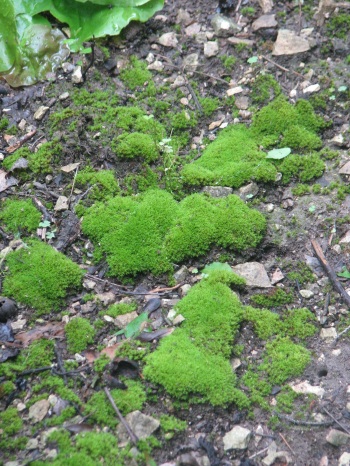 Moss; Ground Moss