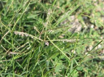 Bermuda grass seed