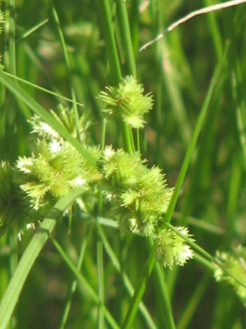 Bur-grass stems