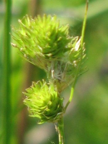 Burr grass