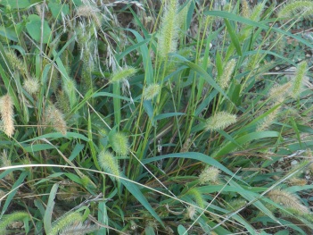 Foxtail Grass bunch