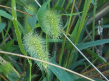 Foxtail grass fuzz