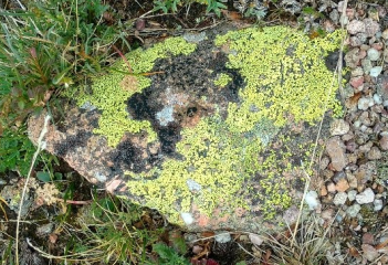 Lichen; Rock Lichen green