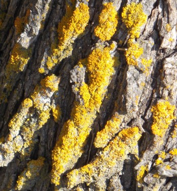 Lichen; yellow