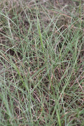 Long-stem Grass close