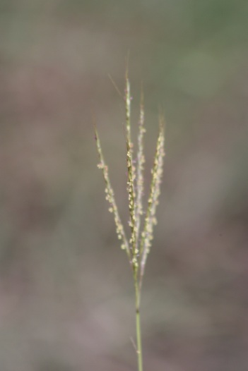Long-stem Grass heads