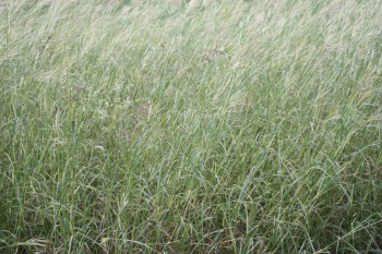 Long stem Grass