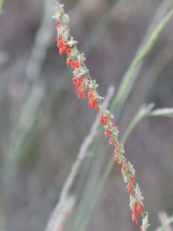 Red Flower Grass