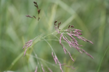 Rice Grass seed close