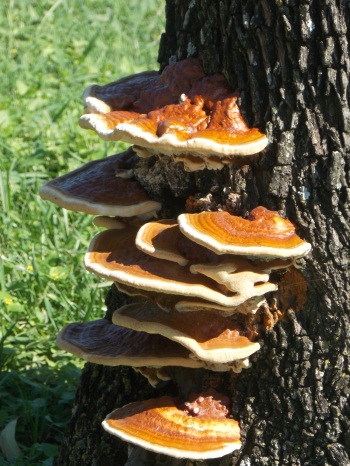 Shelf fungus platter