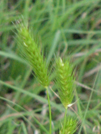 Weastern wheat grass close