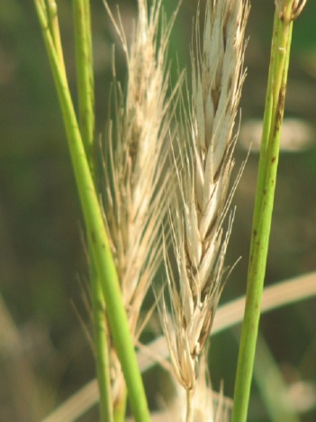 Western wheat grass head close