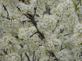 Plum; Chickaswa Plum flower