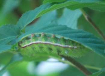 Ins; Lep Io Moth Caterpillar
