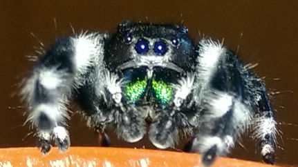 Arac; Jumping Spider front